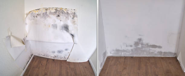 Best Toxic Mold Removal  in Desoto Lakes, FL